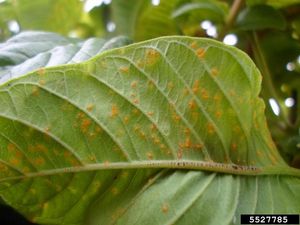uploads/images/disease/Red rust  of guava.jpg